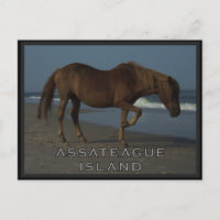 Assateague wilde Pferde 1 Postkarte