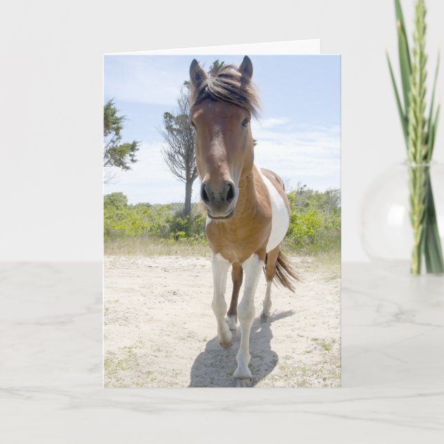 Assateague wildes Pony Karte (Vorderseite)