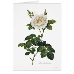 Assemblées plénières alba de flore de Rosa