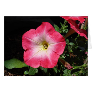 Assez dans le rose