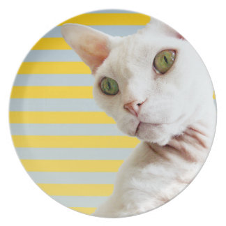 Assiette Plat blanc de chat de Devon Rex de rayure jaune