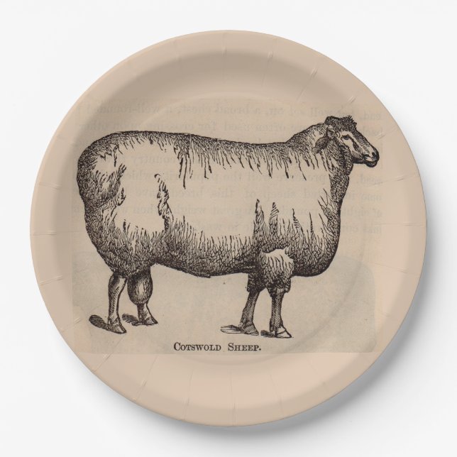 Assiettes En Carton 19e century print cotswold sheep (Devant)