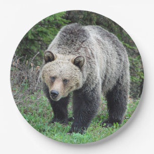 Assiettes En Carton Alaska Grizzly Bear Photo de la faune