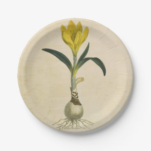 Assiettes En Carton Amaryllis Tulip Jardin Botanique Fleur