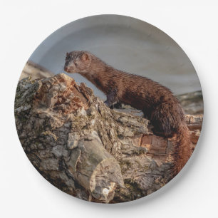 Assiettes En Carton American Mink