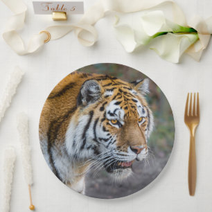 Assiettes En Carton Amur tiger