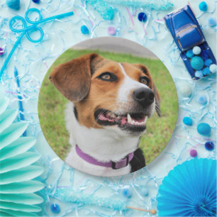 Assiettes En Carton Beagle