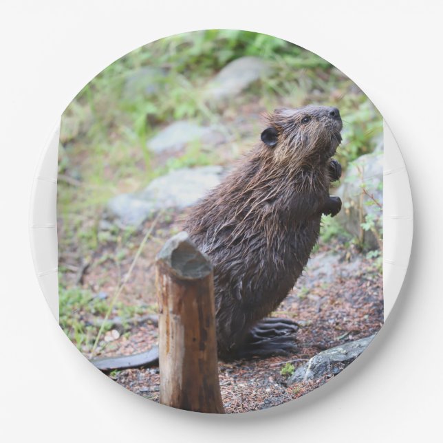 Assiettes En Carton Beaver (Devant)