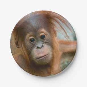 Assiettes En Carton Bébé Orangutan, face à face