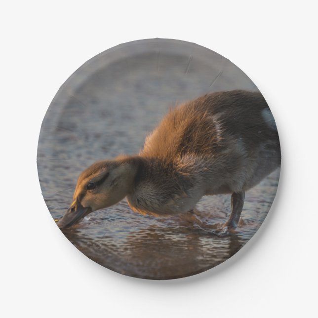 Assiettes En Carton Bébé soif (Devant)