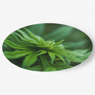 Assiettes En Carton Belle herbe