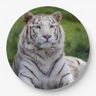 Assiettes En Carton Belle photo de tigre blanc