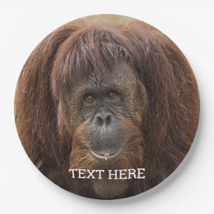 Assiettes En Carton Belle photographie de Borneo Orangutan