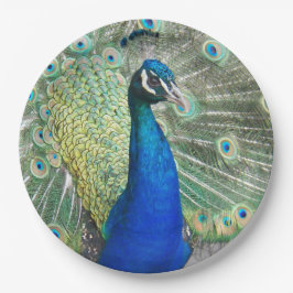 Assiettes En Carton Belles plumes de paon bleu
