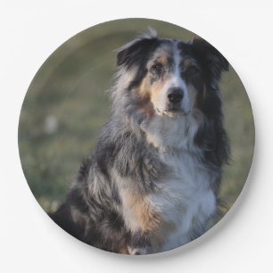 Assiettes En Carton Berger Américain Miniature Blue Merle Assis