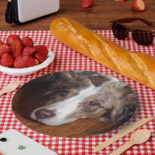 Assiettes En Carton berger australien merle rouge pondre plat