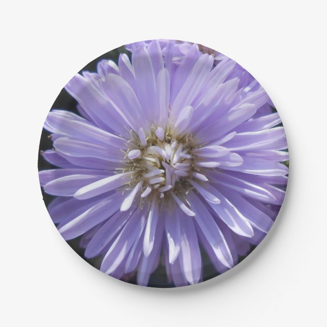 Assiettes En Carton Berlinette (Devant)