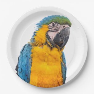 Assiettes En Carton Blue and Gold Macaw