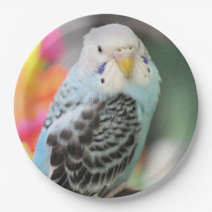 Assiettes En Carton Budgie