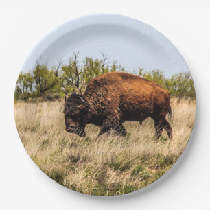 Assiettes En Carton Buffalo