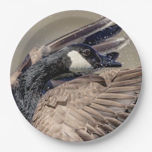 Assiettes En Carton Canada Goose (Devant)