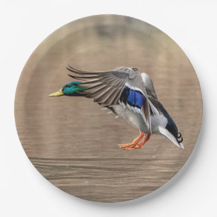 Assiettes En Carton Canard de Mallard en vol