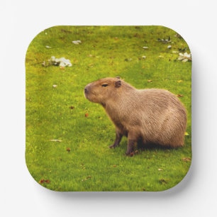 Assiettes En Carton Capybara