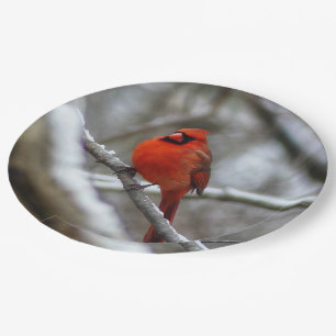 Assiettes En Carton Cardinal masculin