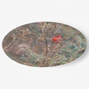 Assiettes En Carton Cardinal rouge sur Forsythia Hedge