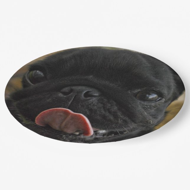 Assiettes En Carton carlin noir qui lèche (Angle)