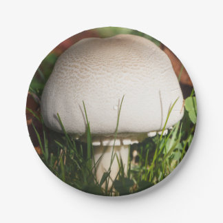 Assiettes En Carton Champignons de champ