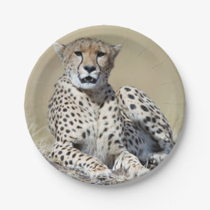 Assiettes En Carton Cheetah