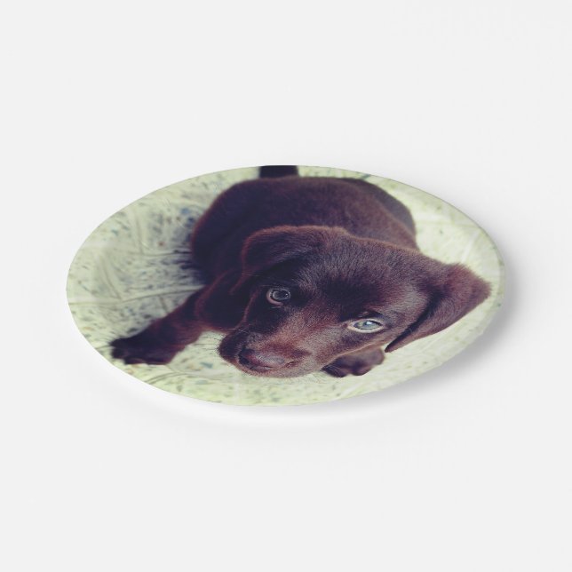 Assiettes En Carton Chiot (Angle)