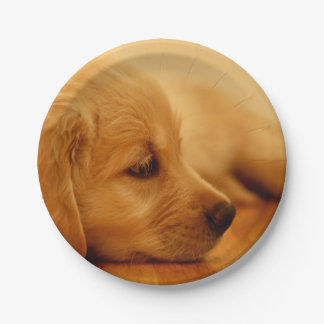 Assiettes En Carton Chiot Golden Retriever