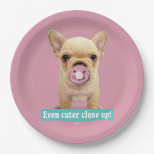 Assiettes En Carton Chiot mignon avec la tétine