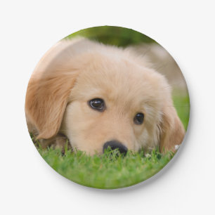 Assiettes En Carton Chiot mignon de golden retriever rêvant, partie