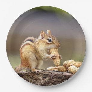 Assiettes En Carton Chipmunk mangeant une arachide