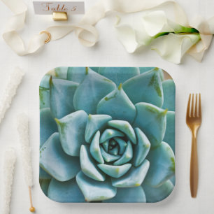 Assiettes En Carton Closeup Succulent