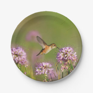 Assiettes En Carton Colibri et fleurs sauvages
