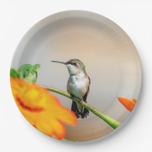 Assiettes En Carton Colibri sur un plante à fleurs