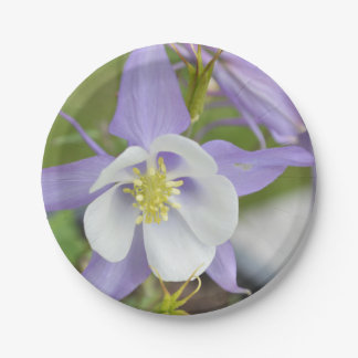 Assiettes En Carton Columbine pourpre