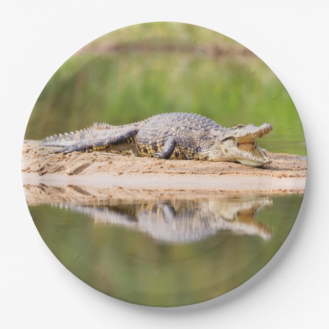 Assiettes En Carton Crocodile (Devant)