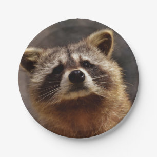 Assiettes En Carton Curieux Raccoon