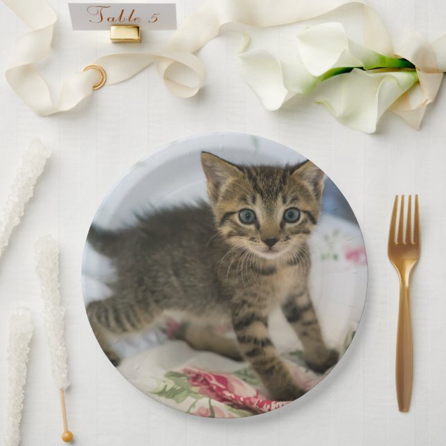 Assiettes En Carton Cute Tabby Kitten À L'Air Surpris (Mariage)