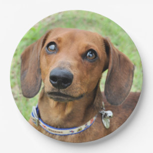 Assiettes En Carton Dachshund
