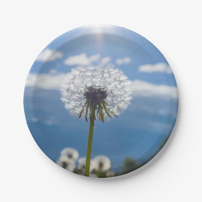 Assiettes En Carton Dandelion Dans La Lumière (Devant)