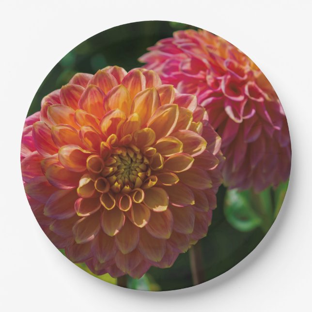Assiettes En Carton Dans Le Jardin Dahlia 1 (Devant)