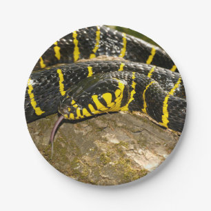 Assiettes En Carton Dendrophila de Boiga ou serpent de palétuvier