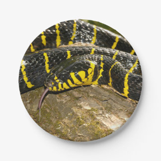 Assiettes En Carton Dendrophila de Boiga ou serpent de palétuvier
