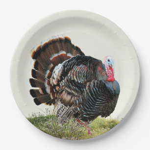 Assiettes En Carton Dinde sauvage